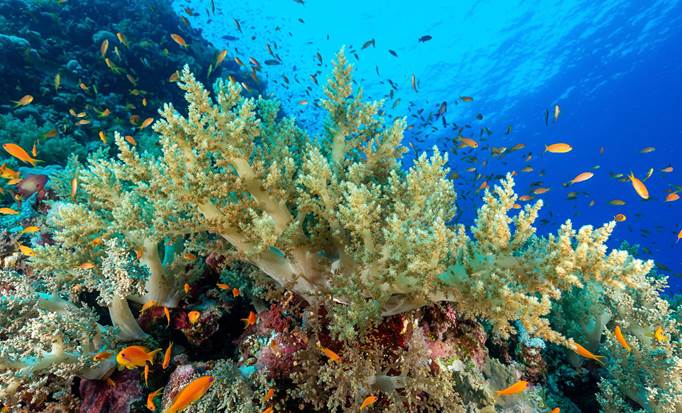 Three Stop Snorkel with Lunch